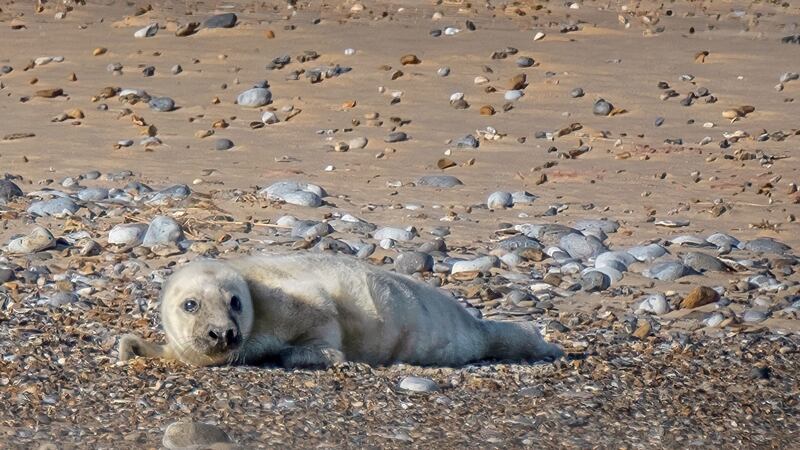 The pup was spotted at Blakeney Point in Norfolk on Friday.