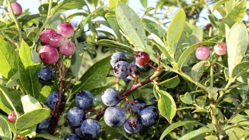 Pruning blueberries for rejuvenation and renewal of growth is important 