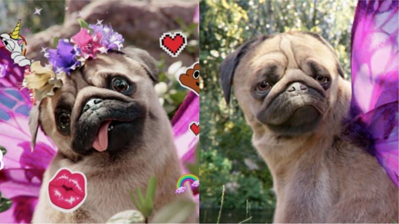 It’s called the Puggerfly, and owners can feed it, play with it and even watch it twerk.