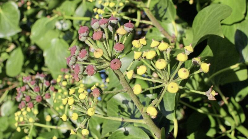 Ivy berries will feed the birds and garland your mantelpiece 