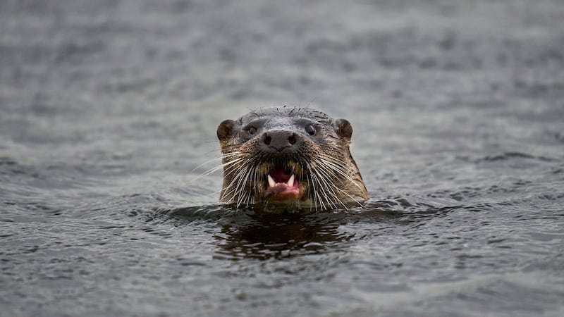 The otter has become part of Ireland’s native fauna