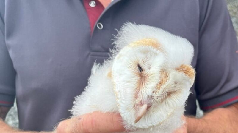 Northern Ireland Barn Owl Group handout photo of an owlet, which is part of the newest broods of barn owls, which have been ringed by conservationists in Co Antrim
