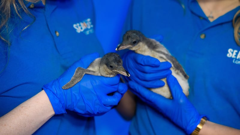 The pair of gentoo penguins were born to parents Ripley and Elton at Sea Life London Aquarium.
