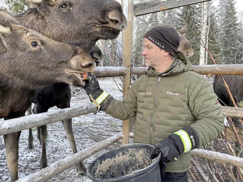 Thomas Dalquist feeding the moose at Cape Wild. 