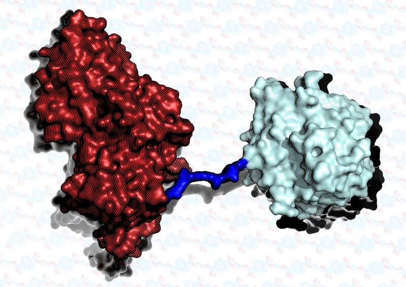 The super enzyme is two proteins joined together