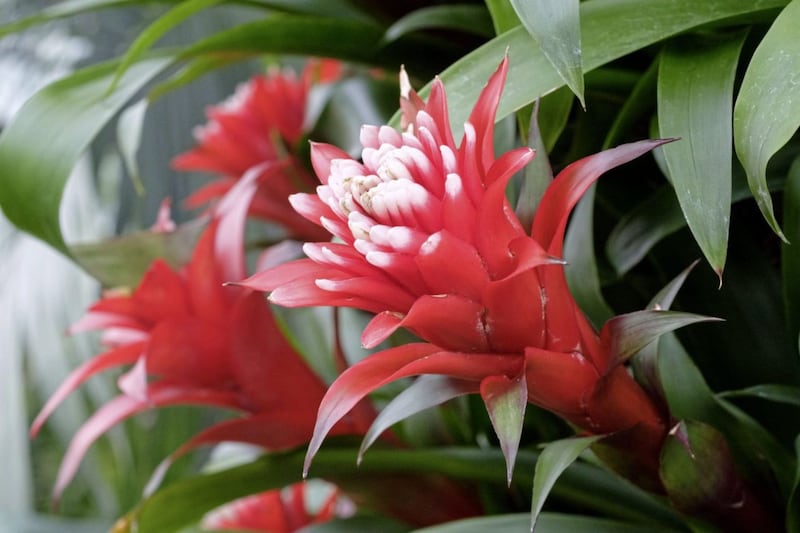 Undated Handout Photo of Bromeliad guzmania &#39;Hope&#39;. See PA Feature GARDENING Houseplants. Picture credit should read: Alamy/PA. WARNING: This picture must only be used to accompany PA Feature GARDENING Houseplants. 