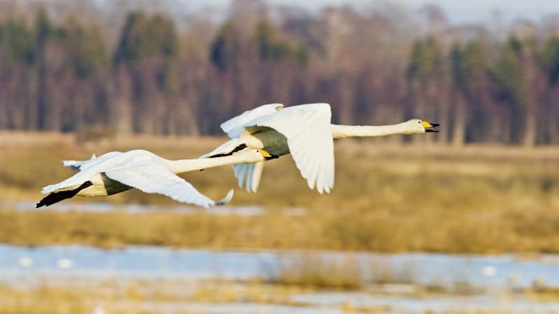 There is a chance to see whooper swans this month in the outdoors 