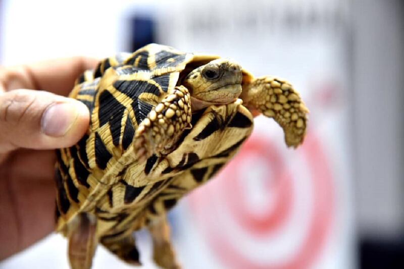 One of the tortoises held up
