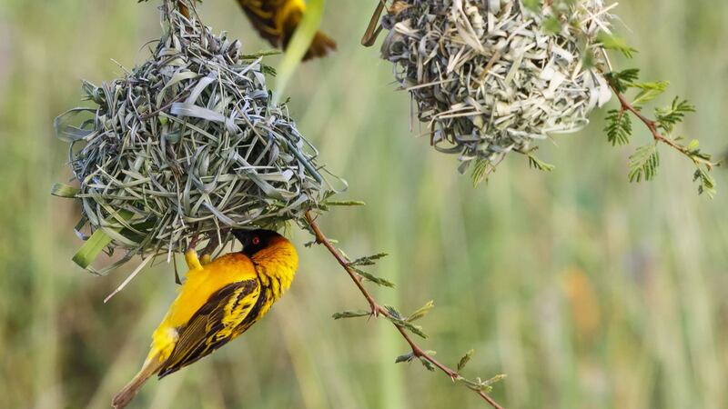 Black-headed weaver live in spherical nests which are woven together from strips of palm leaves by the males.