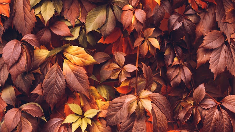 The Virginia creeper boasts one of autumn&#39;s best foliage displays 
