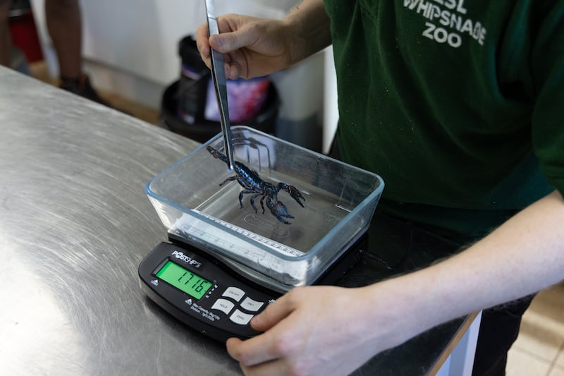  Whipsnade Zoo’s smallest inhabitants, including its butterflies and critically endangered desertas wolf spiders, required some extra sensitive equipment to weigh them accurately.