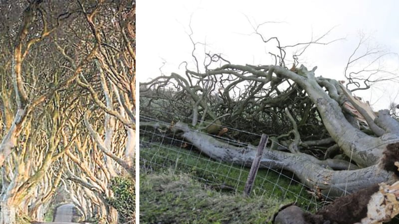 Trees were uprooted by high winds on the famous Dark Hedges in Co Antrim.