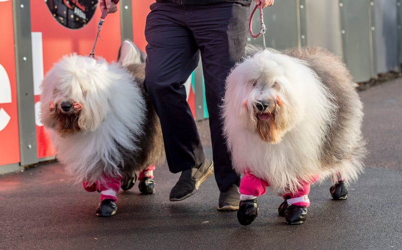 Two old English sheepdogs