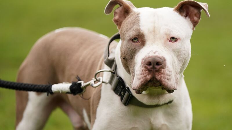 XL bully dogs were added to the list of prohibited breeds under the Dangerous Dogs Act following a spate of attacks