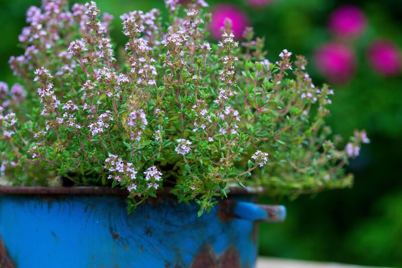 Bees will enjoy a pot of thyme