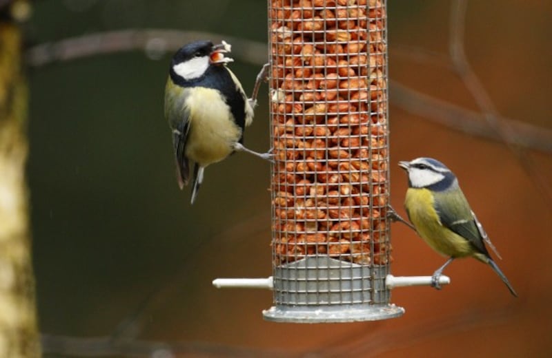 A great tit and a blue tit (Chris Ison/PA)