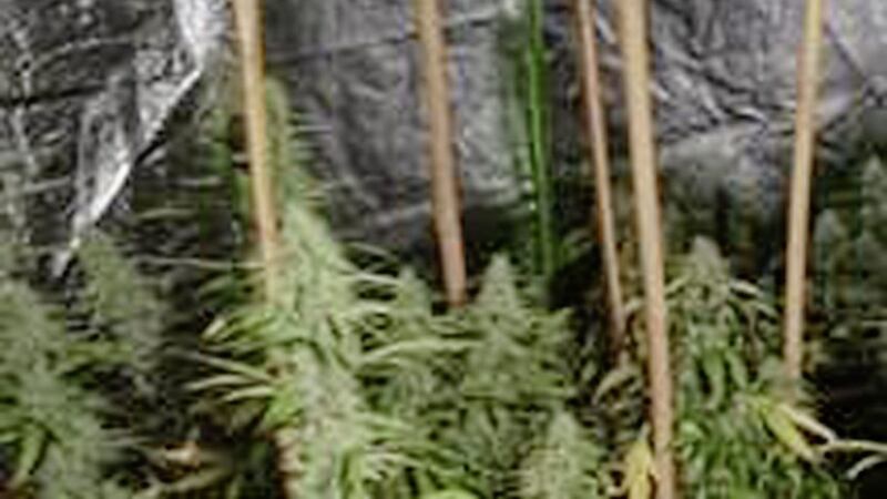 Some of the suspected cannabis plants recovered during searches in Lisburn and Co Armagh today