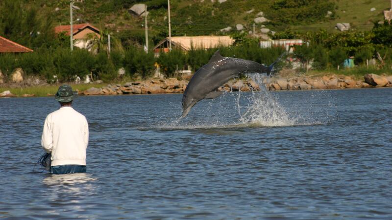 The dolphins help by herding fish towards fishing nets to help improve their own foraging.