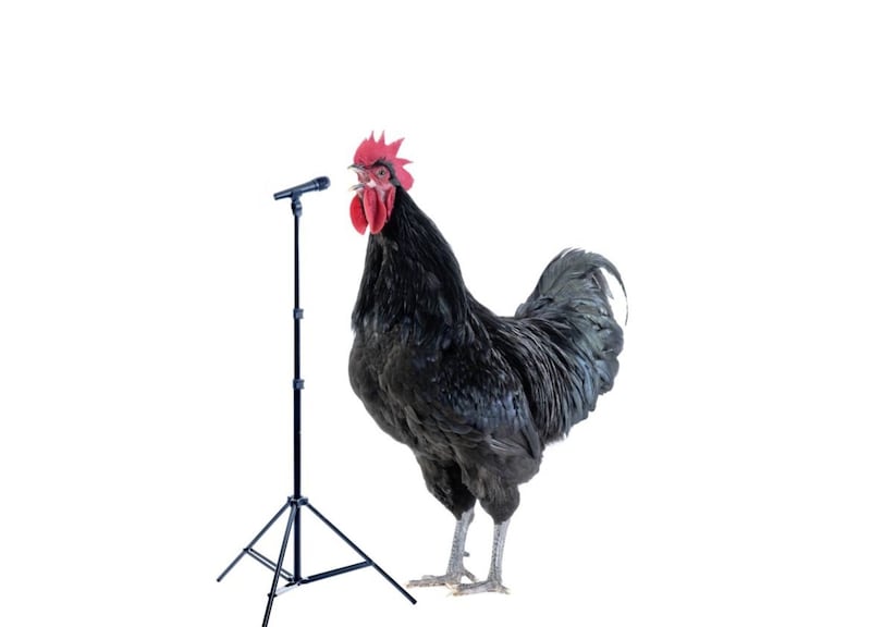 Did ye hear the one about the comedian and the psychotic rooster? 