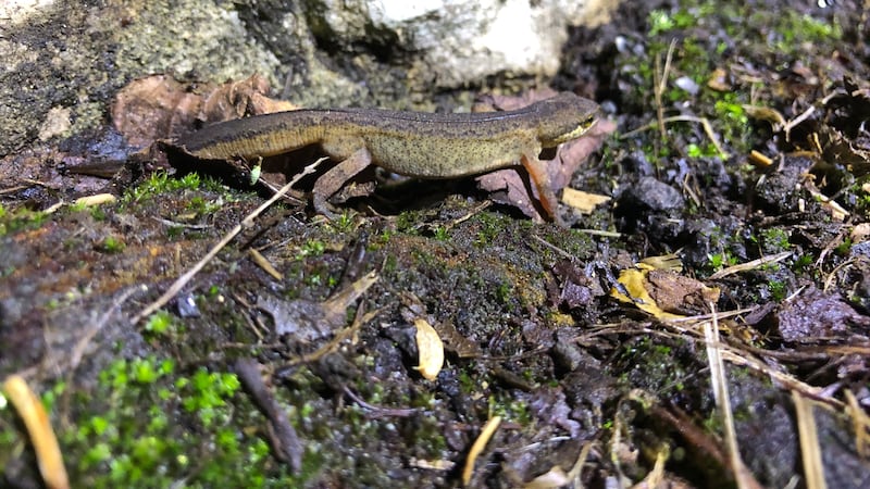 Volunteers from the Charlcombe Toad Rescue Group, near Bath, helped 3,177 amphibians during the 2024 migration season