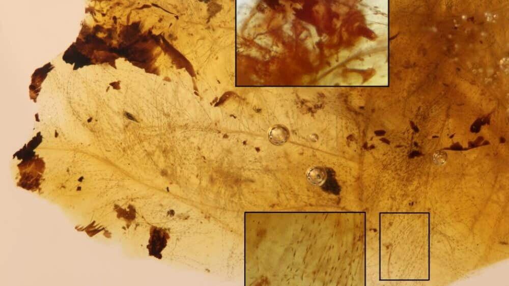 Researchers studied amber containing the shed skin of beetle larvae tightly surrounded by portions of downy feathers from dinosaurs.
