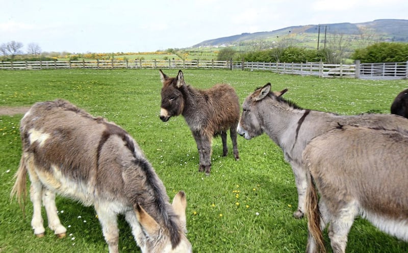 Timmy the Donkey and friends enjoy the sunshine at the Donegal Donkey Sanctuary. Picture by Margaret McLaughlin 