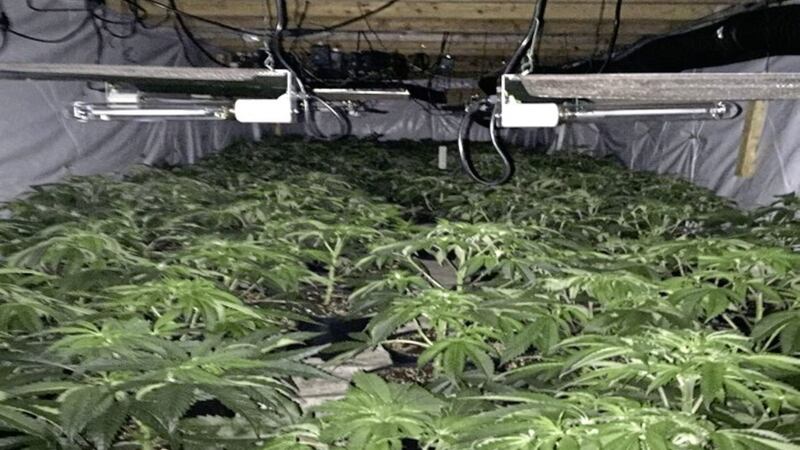 Cannabis plants with an estimated street value of around &pound;600,000 were discovered 
