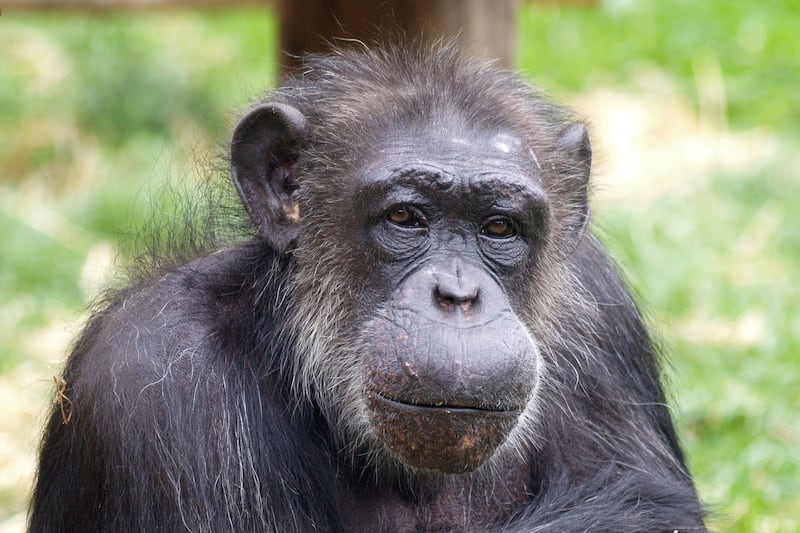Scientists tell life story of ‘beloved’ tea-drinking celebrity chimp