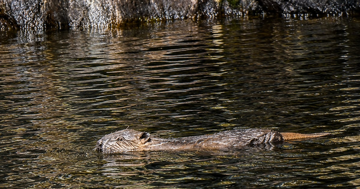 At least two beaver kits born in area of Highlands following repopulation effort