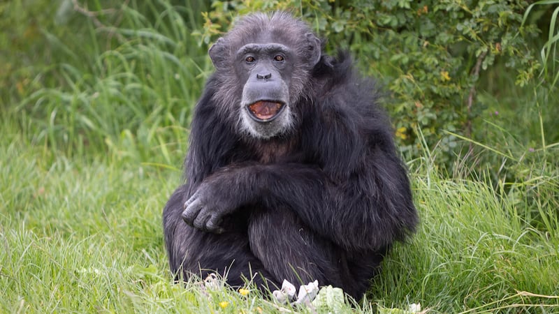 Koko, who resides at Whipsnade Zoo, reached the milestone on Sunday, outliving a chimpanzee’s average life expectancy by more than 10 years.