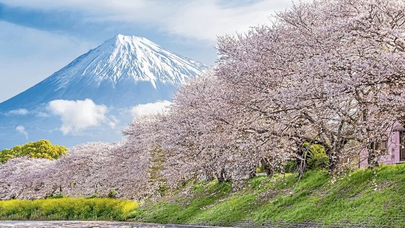 Sakura cherry blossom in the shadow of Japan&#39;s Mount Fuji  