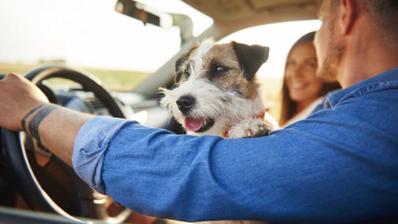 <strong>'PAWS' AND THINK: </strong>Driving with your dog unrestrained is distracting, dangerous and can land you penalty points