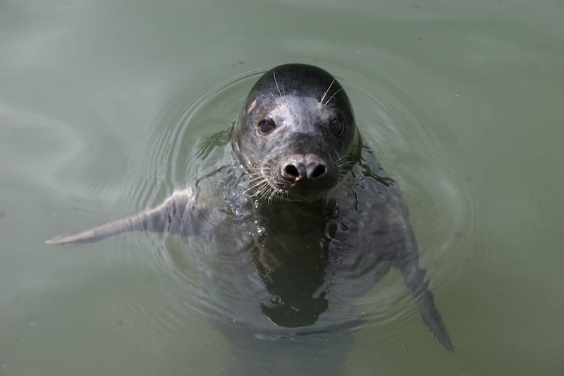 One of the "singing" seals (University of St Andrews/ PA)