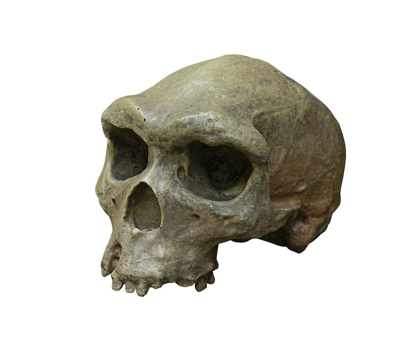 The skull of Homo erectus (Wlad74/Getty Images)