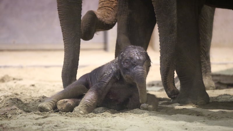 The Indian elephant calf joins the largest herd in a European zoo at Pairi Daiza in Belgium.