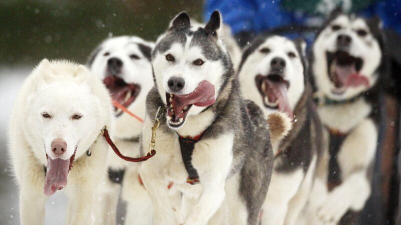 Scientists have analysed the DNA of dogs used to take on tough terrain in the North American Arctic.