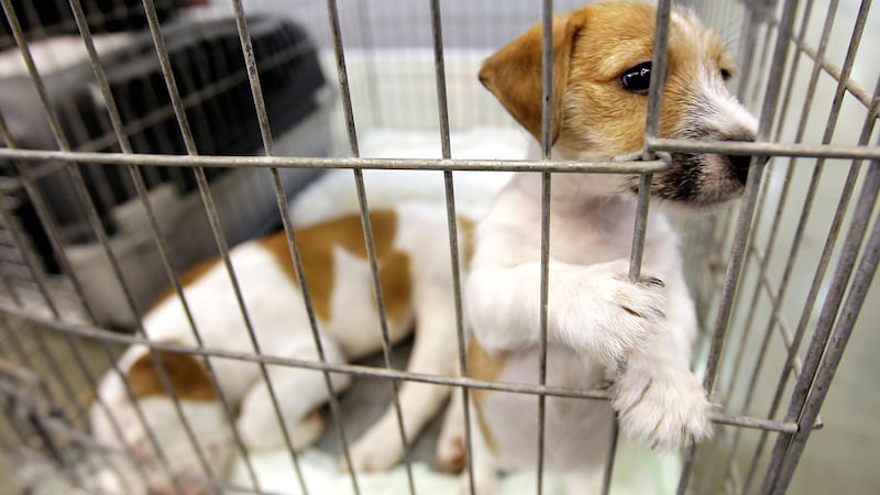 Proposals to crack down on the ‘unscrupulous’ commercial trade of puppy, kitten and ferret smuggling have cleared their first hurdle in the Commons