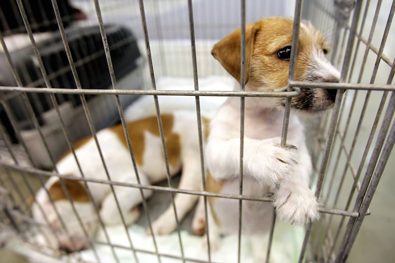 ‘Lack of accountability’ on animal welfare as legal battle between councils and Stormont department concludes