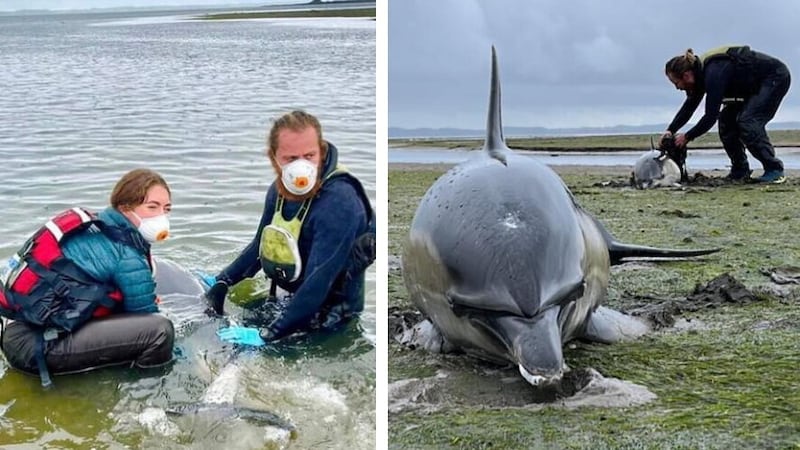 Rescue workers Josh and Ruby came to the aid of two dolphins that became stranded in Strangford Lough. Picture, Rescue First Aid Training