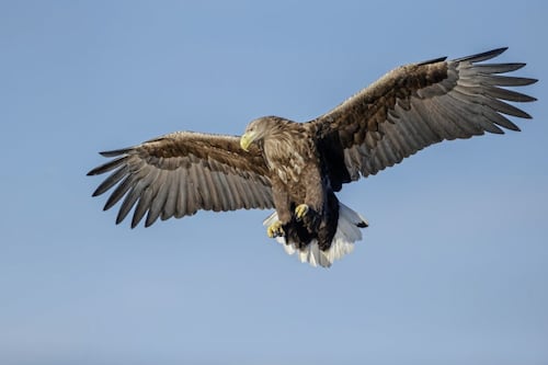 Take on Nature: Sighting of white-tailed eagle recalls the wildlife-loving 'servant of the State' Charles Haughey 