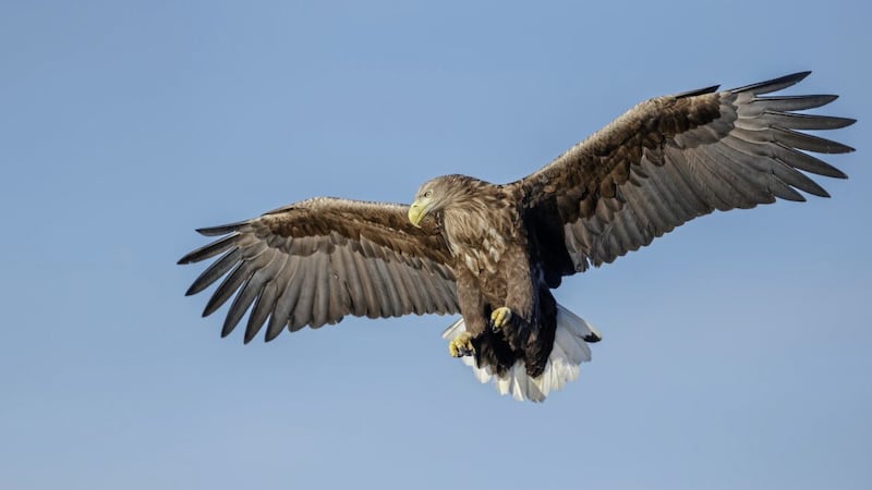A wild white-tailed eagle soaring overhead 