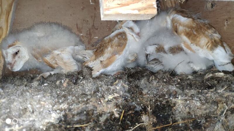 A brood of Barn Owl chicks in Co Antrim ringed by conservationists. (Lough Neagh Barn Owl Group/PA)