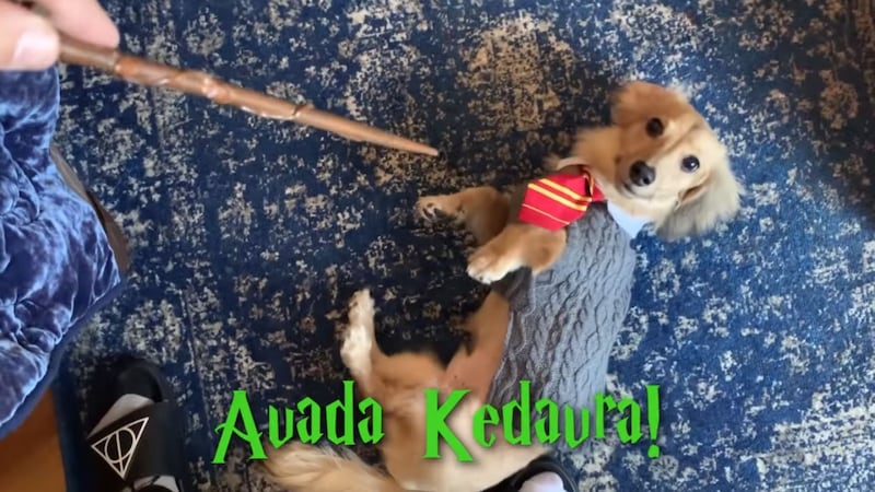 When Anna Brisbin says Avada Kedavra, her puppy Remus plays dead.