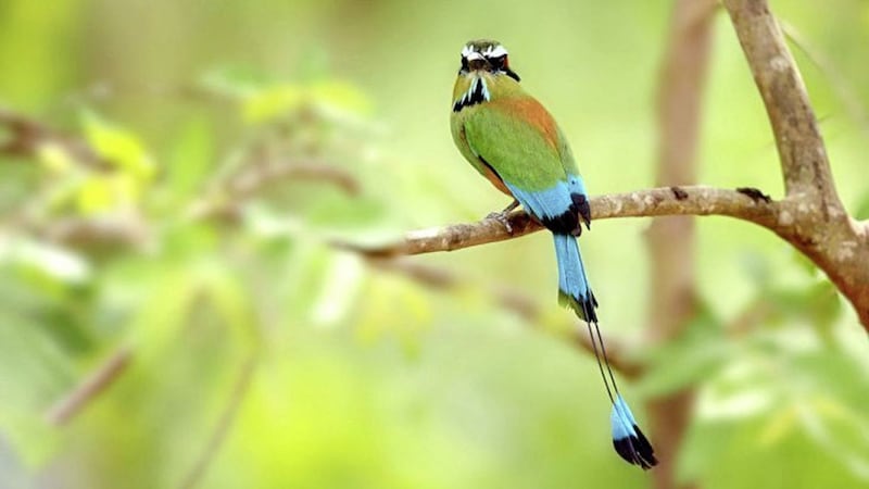Nicaragua is home to a diverse range of wildlife and birds 