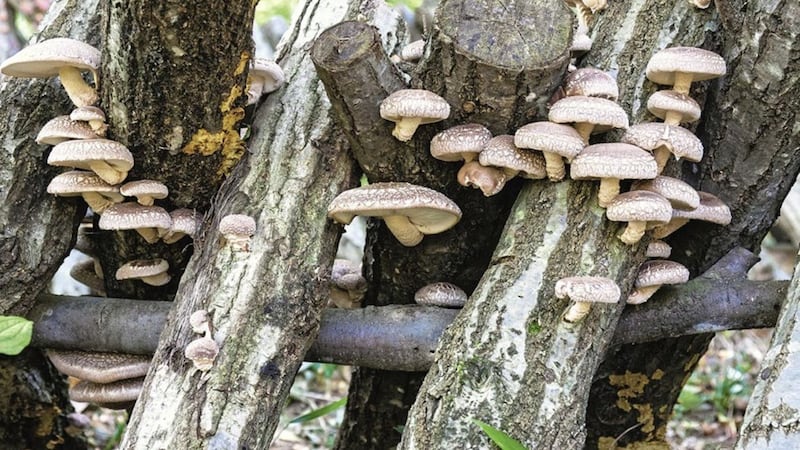 You can cultivate shiitake on logs in the garden or on ready-made substrates indoors 