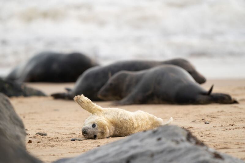 Grey seal pupping season