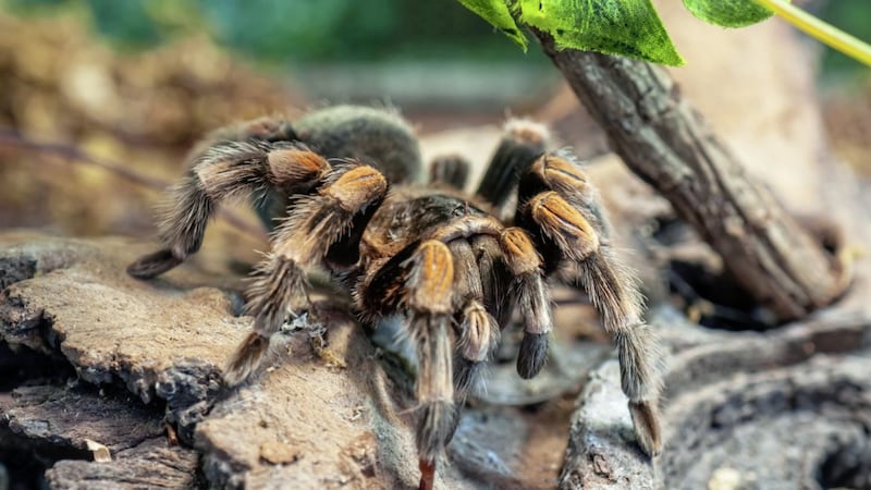 Seeing a tarantula on your television screen while watching a film can make your heart race, despite knowing your living room is free of large arachnids 
