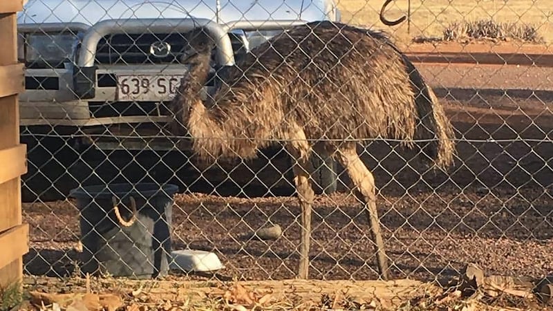 The emus were eager to steal food from people at the pub in Yaraka, a remote Queensland state outpost with a permanent population of 18.