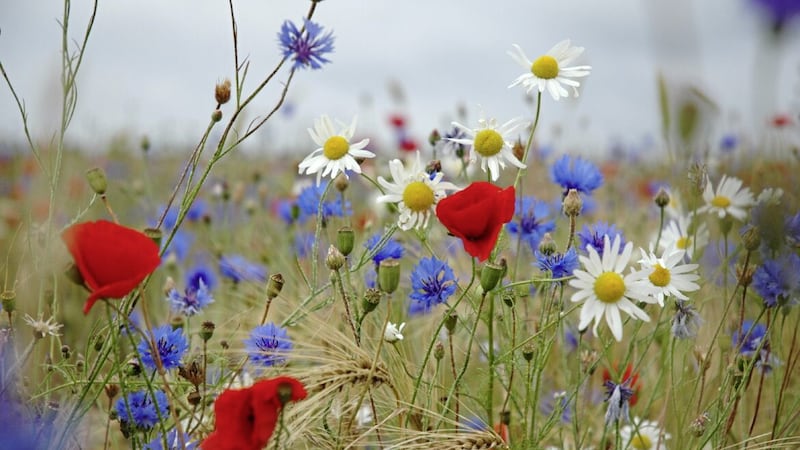 Bright, arresting colours may signal a lack of authentic wildflowers 