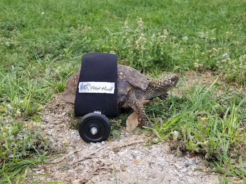 Scoot Reeves, a tortoise with a custom wheelchair